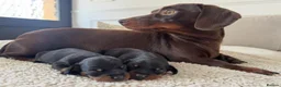 Dachshund dogs for sale: 3 wonderful miniature dachshunds  - Advert 2