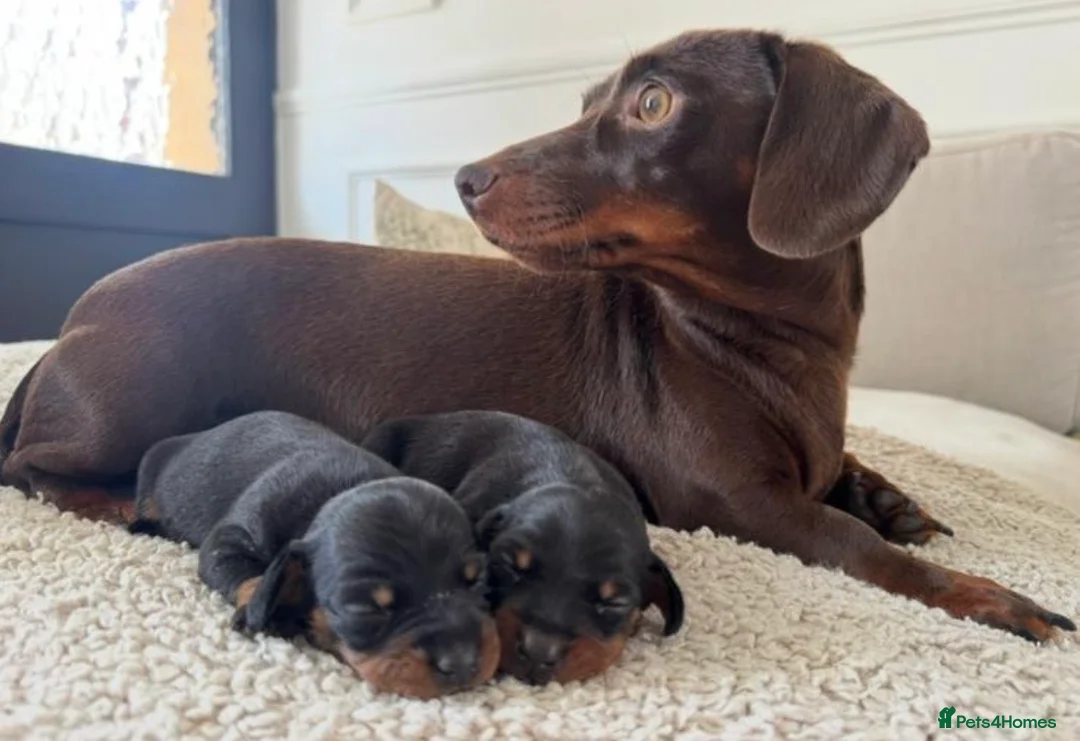 Dachshund dogs for sale: 3 wonderful miniature dachshunds  - Advert 2
