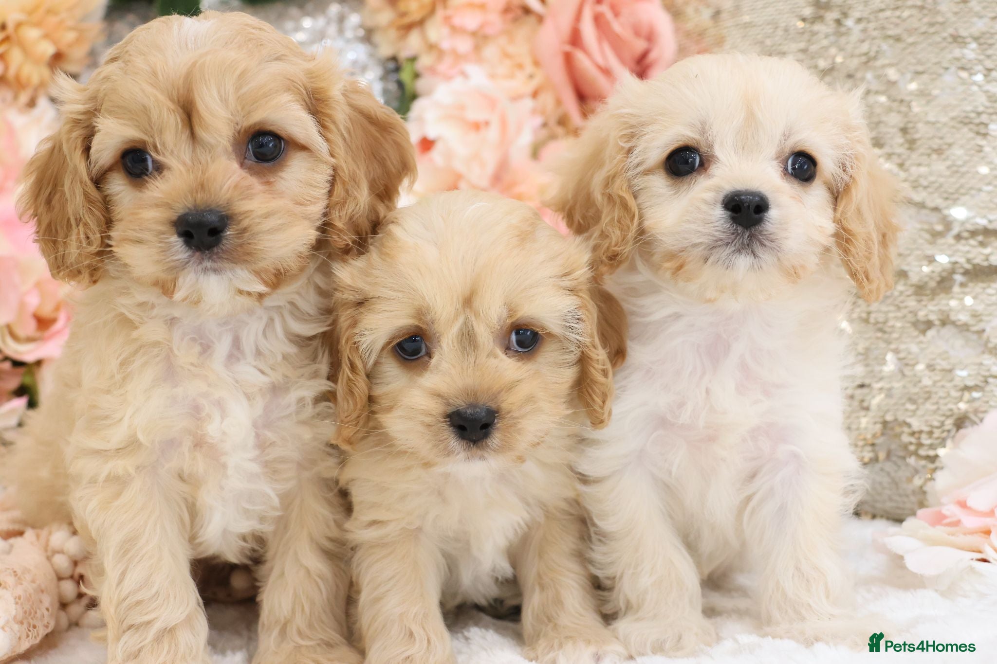 Cavapoo dogs *HEALTH TESTED*  F1 Cavapoos - Advert 1