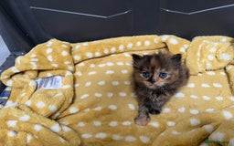 Mixed Breed cats for sale: £100 mixed persian + tortoise shell kittens - Image 2