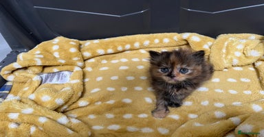 Mixed Breed cats - Advert 4