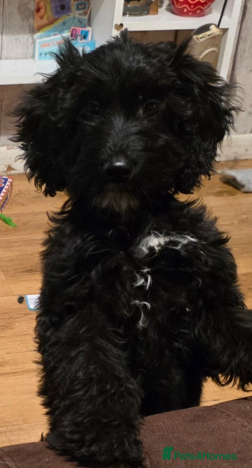 Mixed Breed dogs Norman Needs A Forever Home - Advert 2