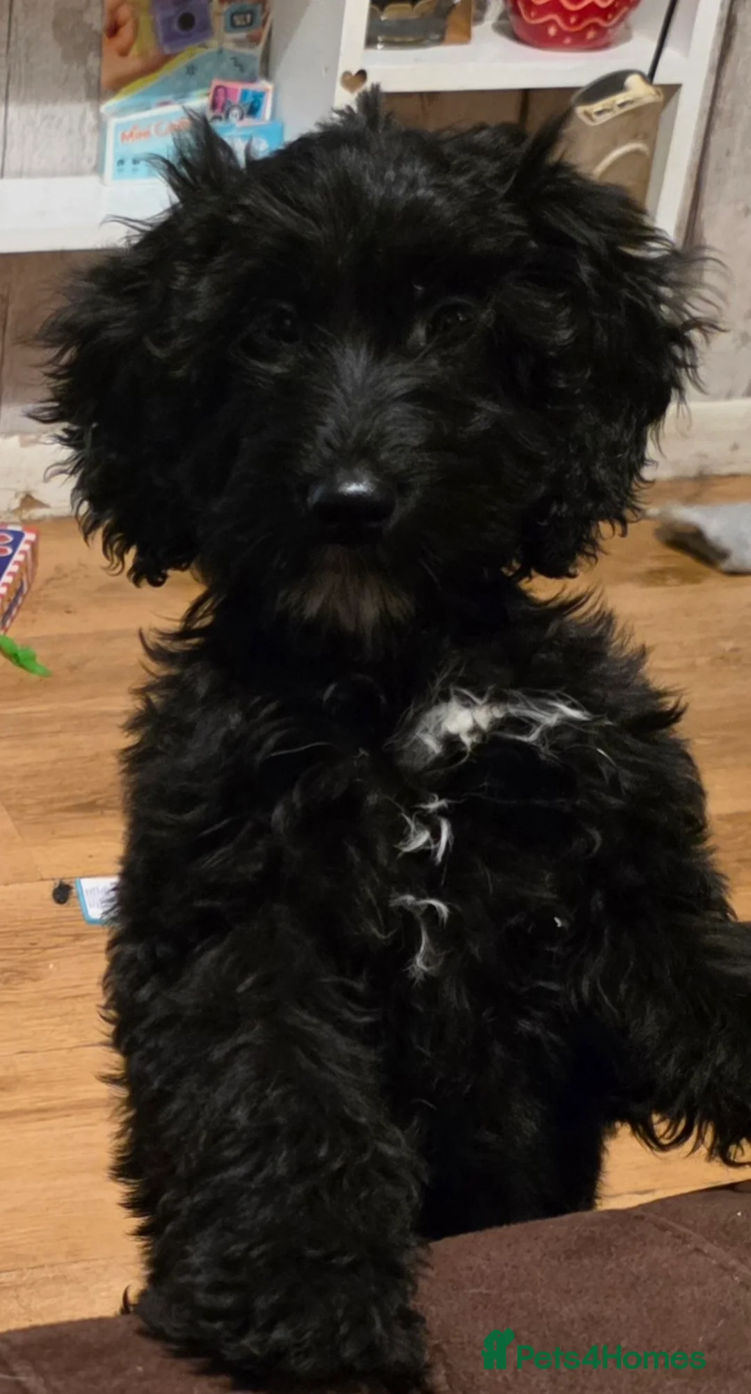 Mixed Breed dogs for sale: Norman Needs A Forever Home - Advert 1