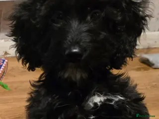 Mixed Breed dogs Norman Needs A Forever Home - Advert 2