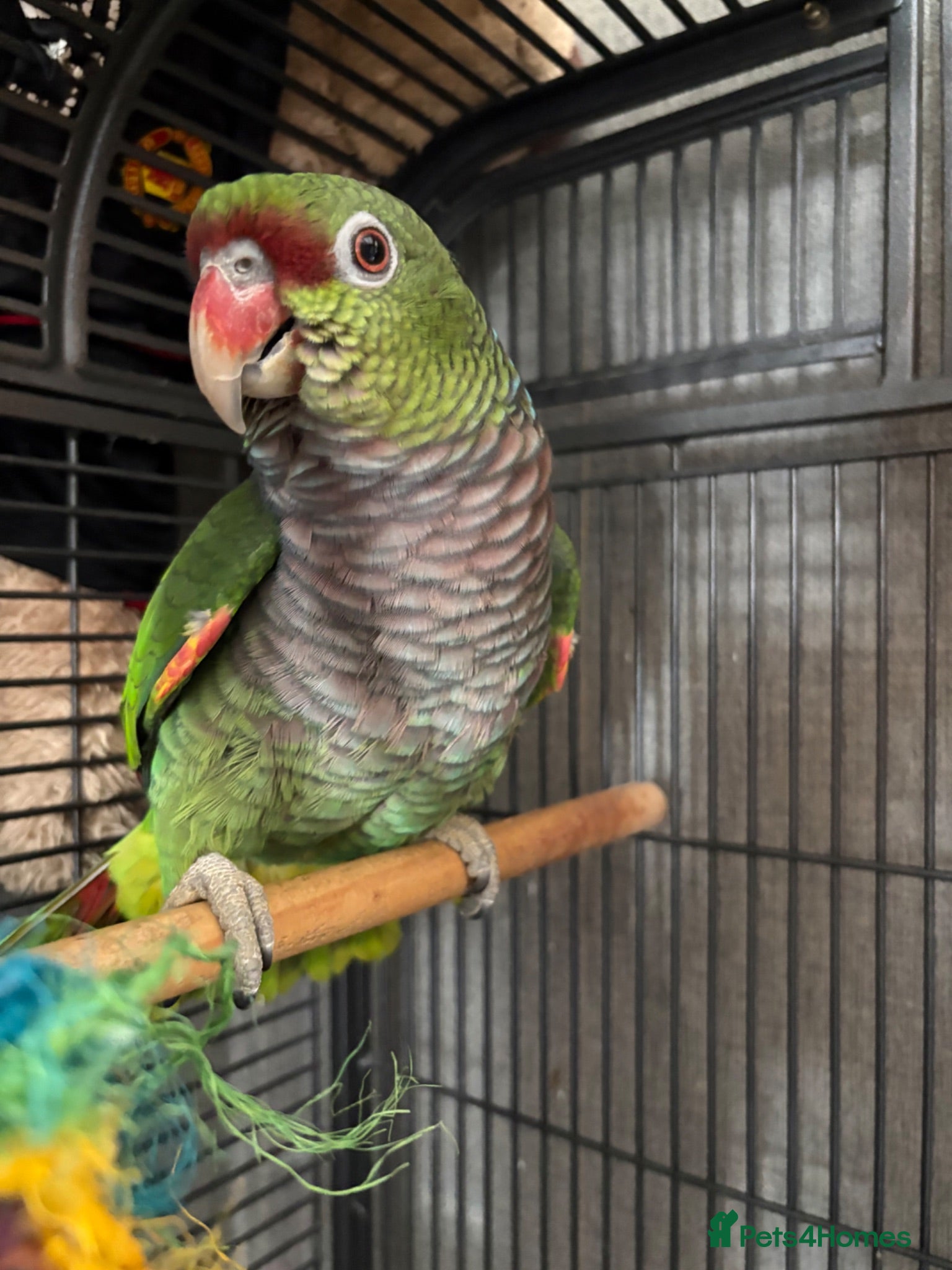 Parrots birds Vinaceous Amazon parrot - Advert 1