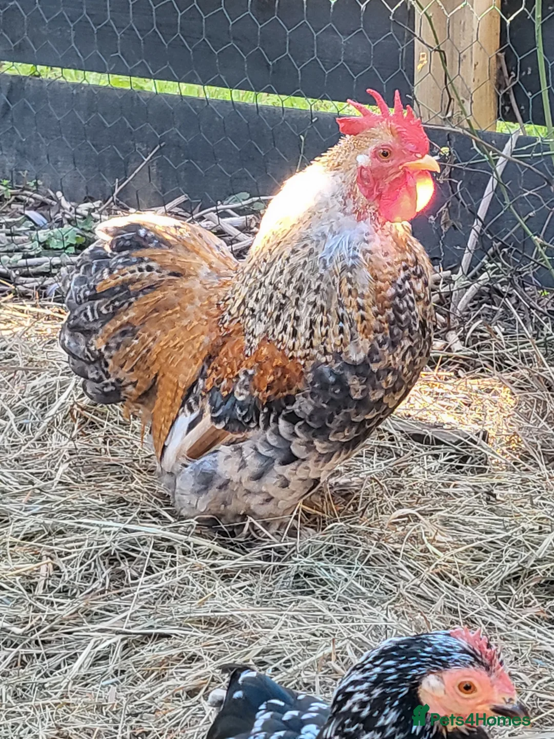 Chickens poultry for sale: Millefluer Pekin Bantam cockerel - Advert 2