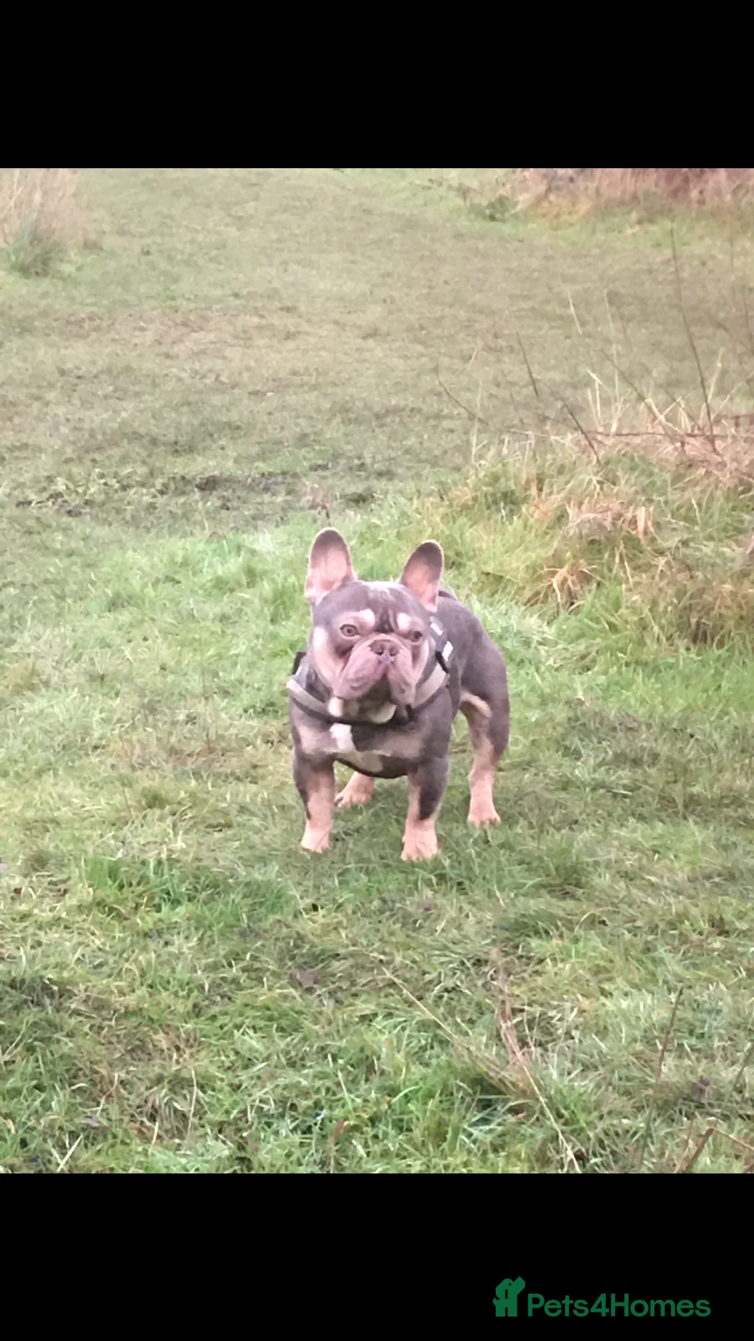 French Bulldog dogs for stud: RFG-FBCE-BVA LILAC & TAN KC French Bulldog studs  in Darlington - Advert 6