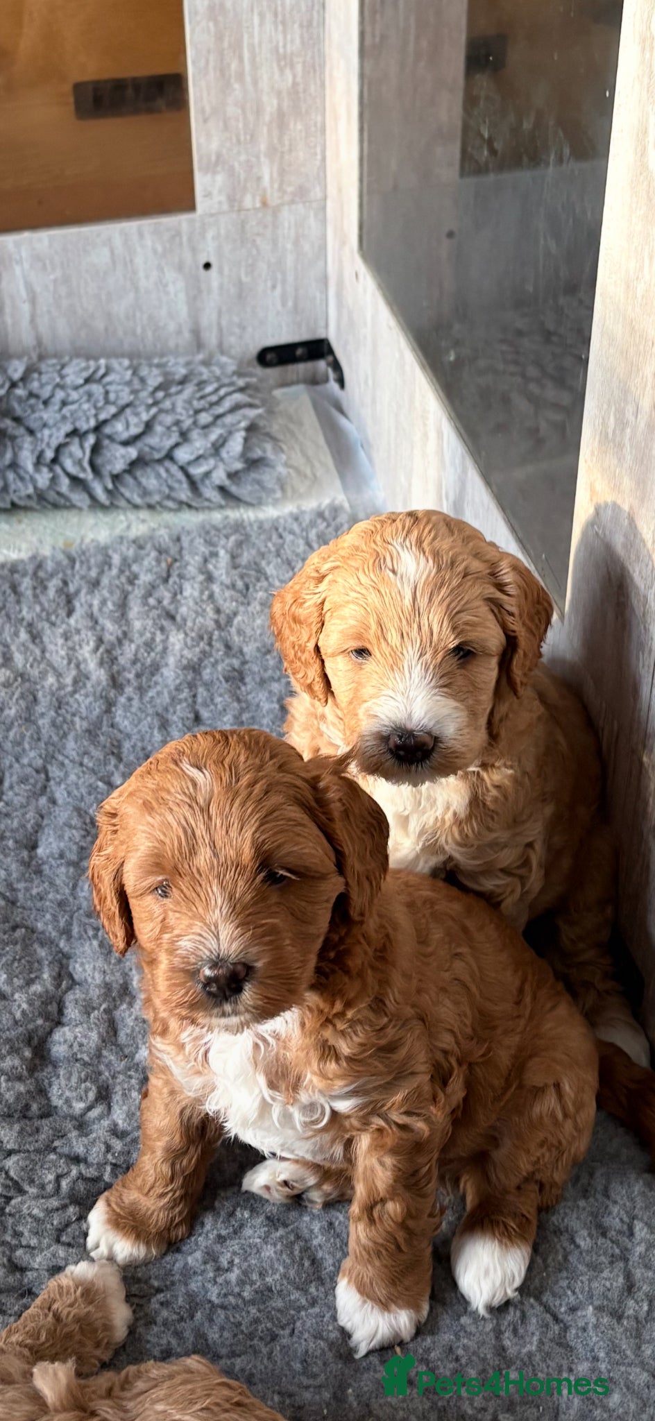 Australian Labradoodle dogs Beautiful Australian Labradoodle Puppies - Advert 4