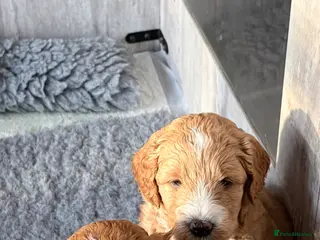 Australian Labradoodle dogs Beautiful Australian Labradoodle Puppies - Advert 14