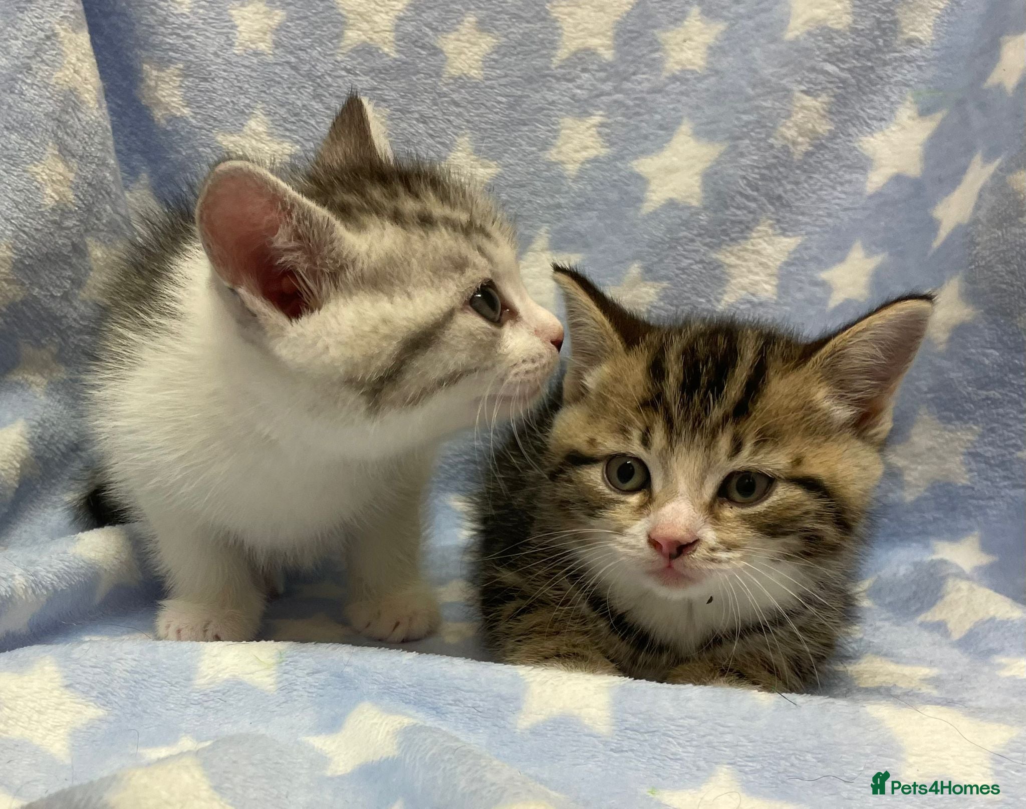 Mixed Breed cats British Short Hair x - Advert 13