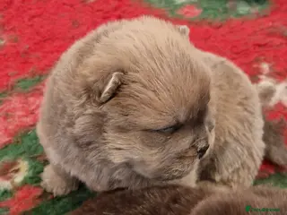 Chow Chow dogs Kc reg chow chow pups - Advert 8