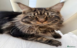 Maine Coon cats for sale: 3 Purebred Maine Coon Kittens - Will Sell Fast!! ✨ - Image 15