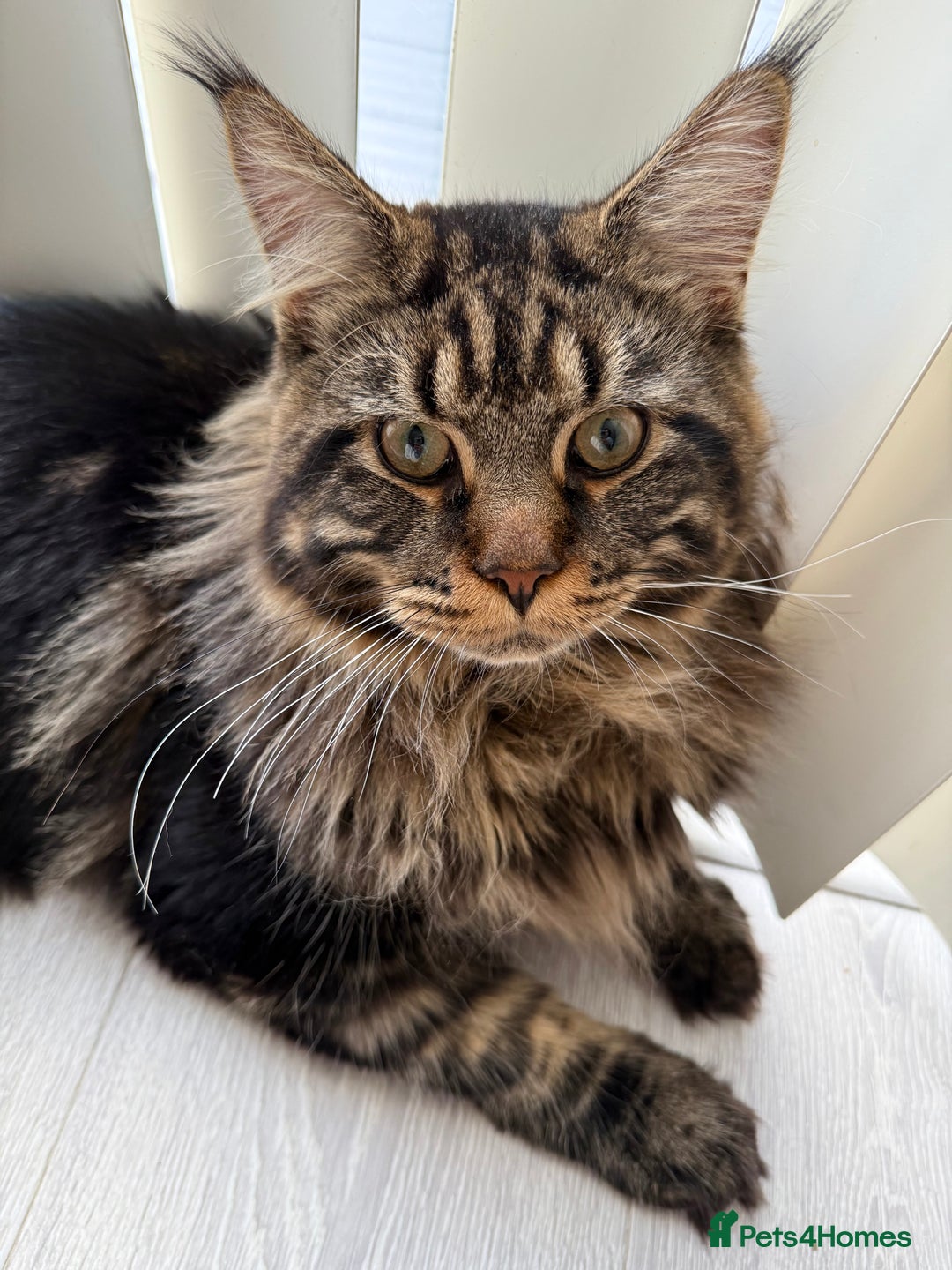 Maine Coon cats for sale: 3 Purebred Maine Coon Kittens - Will Sell Fast!! ✨ - Image 15