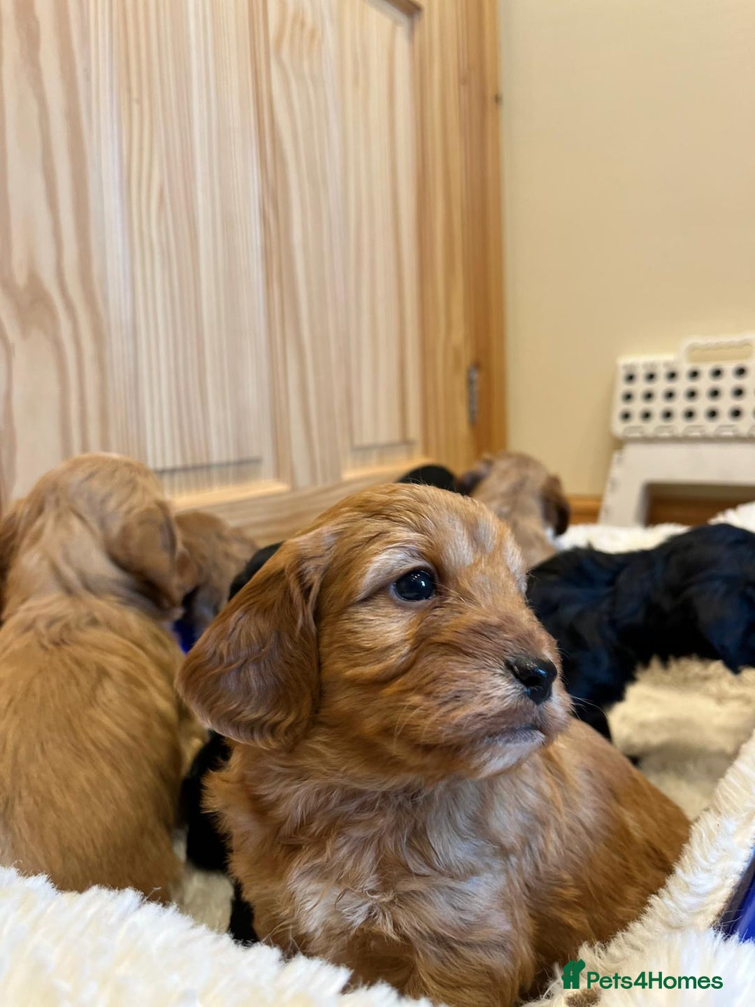 Cockapoo dogs for sale: Tiny cockapoo puppies - Advert 3