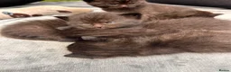 Mixed Breed cats for sale: 5 chocolate brown kittens  - Advert 7