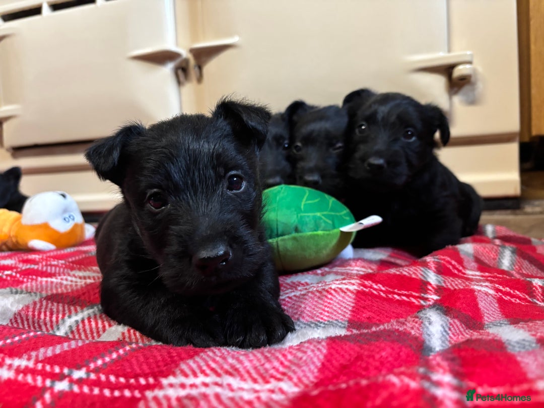 Scottish Terrier dogs for sale: KC Registered Black Scottish terrier  - Advert 1