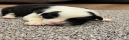 Australian Shepherd dogs for sale: 7 stunning Australian Shepards  - Advert 28
