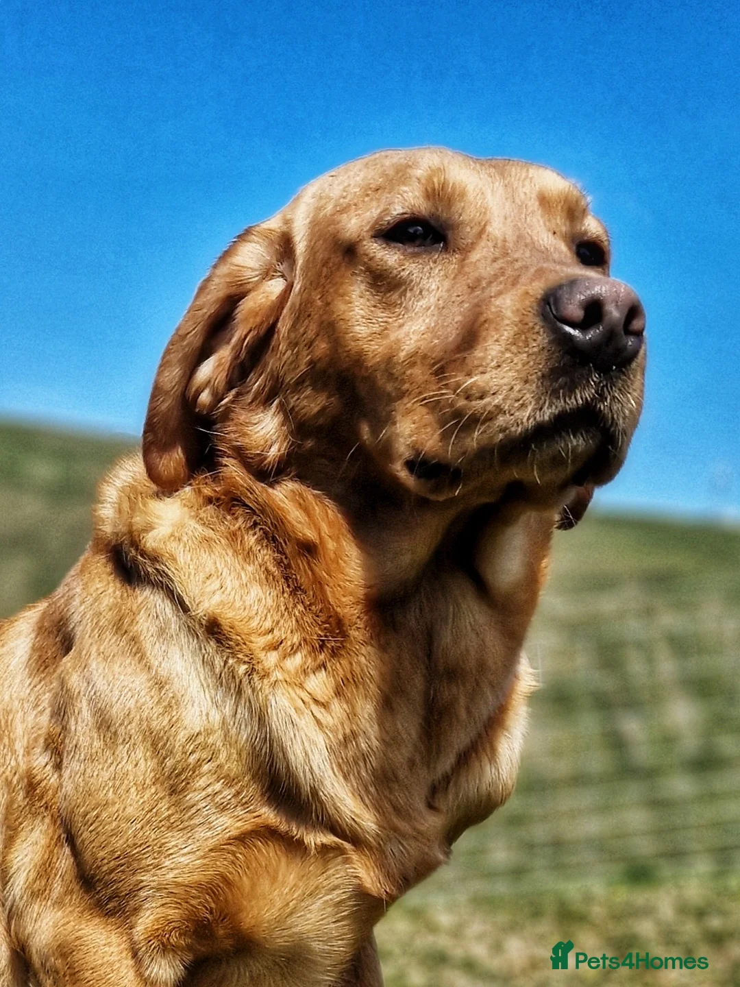 Labrador Retriever dogs for sale: KC reg fox red Labradors  - Advert 2