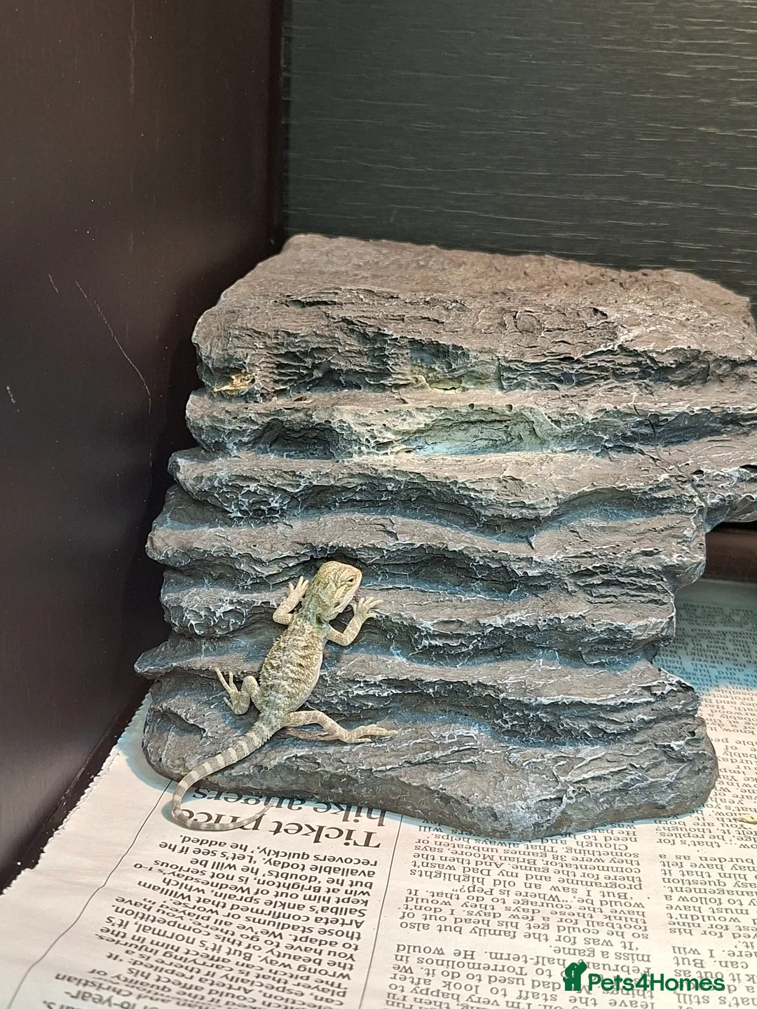 Bearded Dragon reptiles for sale: Bearded dragon babies in Bournemouth - Advert 1