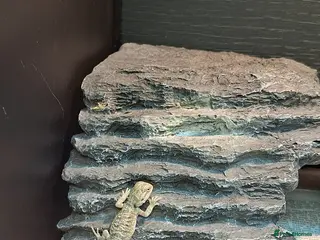 Bearded Dragon reptiles Bearded dragon babies - Advert 1