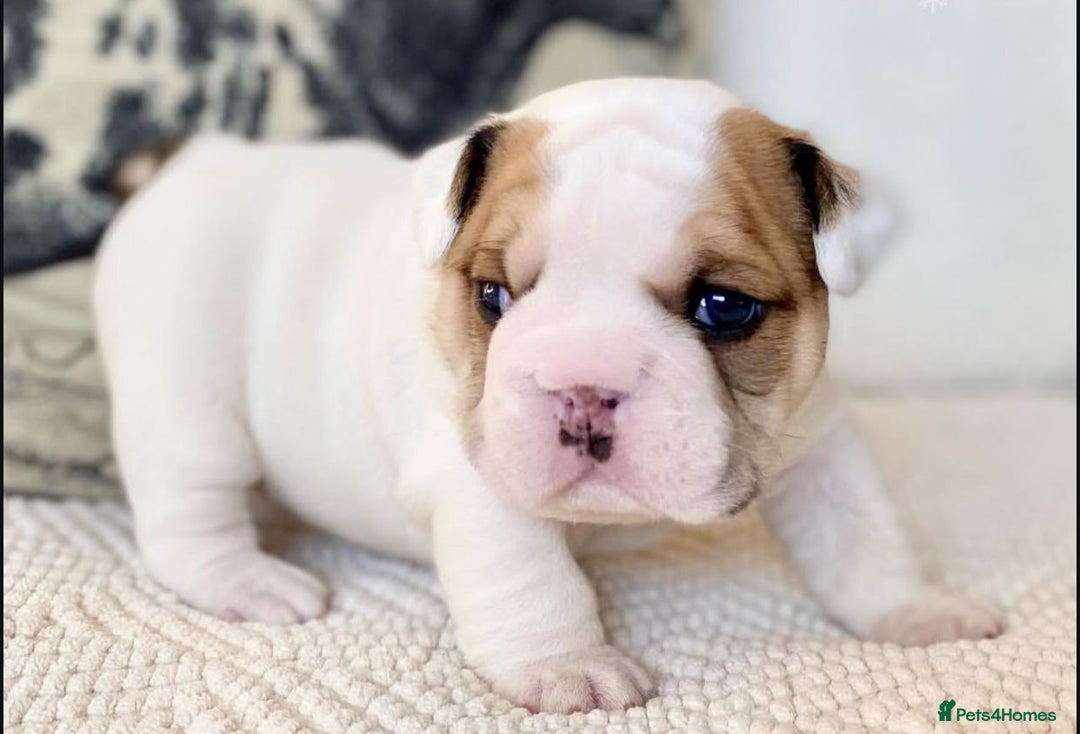 English Bulldog dogs for sale: Beautiful Pure breed English Bulldog Pups - Image 6