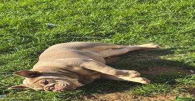 English Bulldog dogs - Advert 2