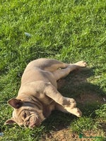 English Bulldog dogs - Advert 2