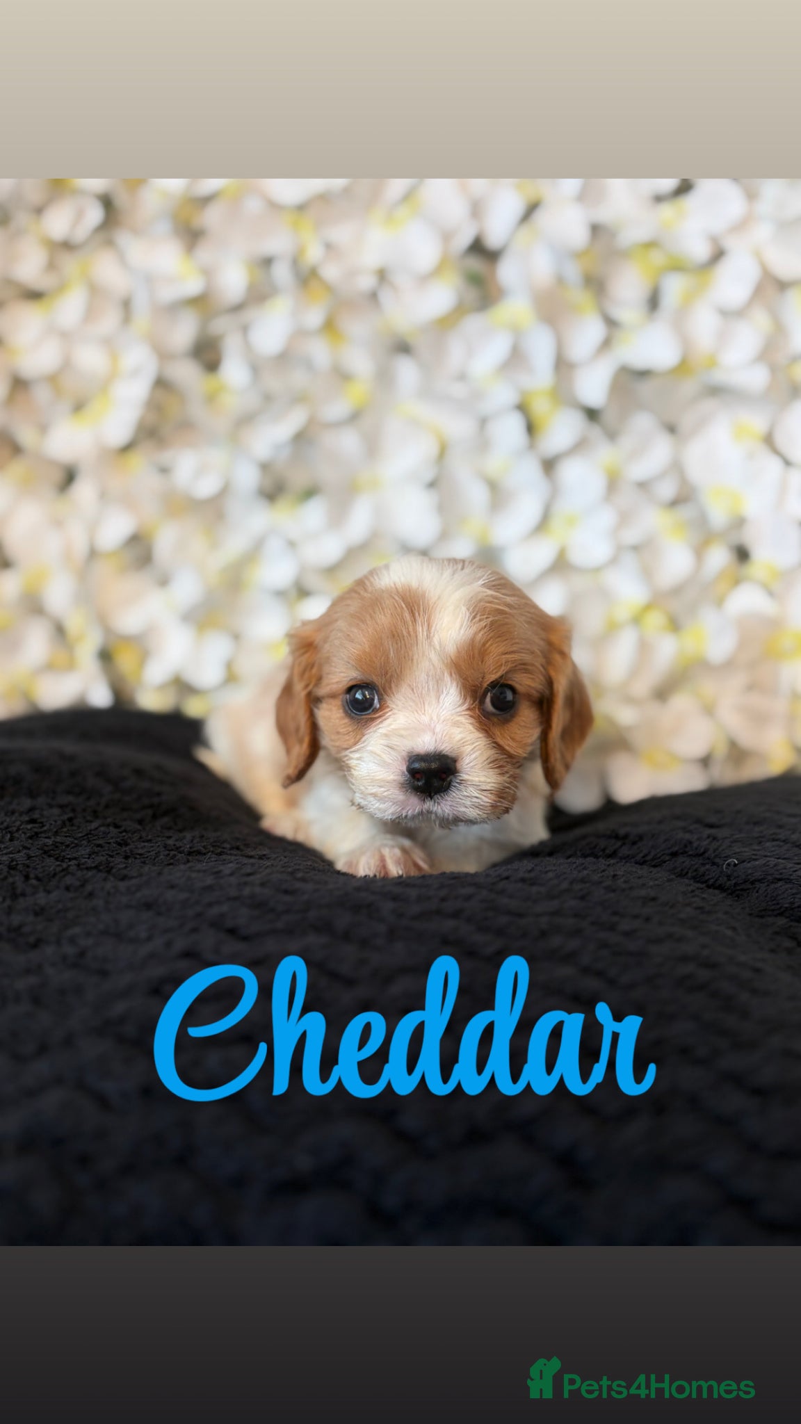 Cavalier King Charles Spaniel dogs Beautiful KC Registered Cavalier Puppies 🐶🧀 - Advert 2