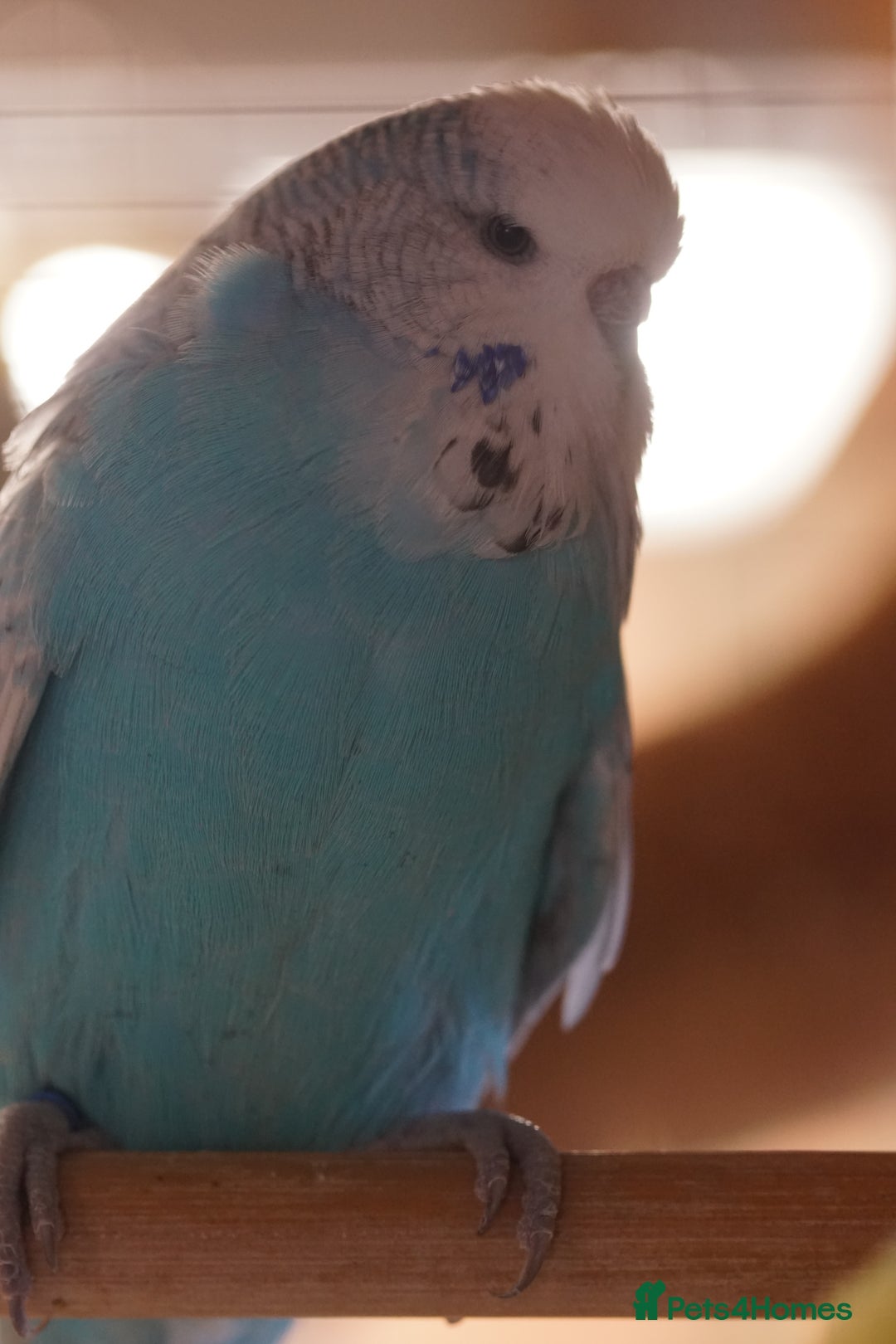 Budgerigars birds for sale: Budgies  - Image 3