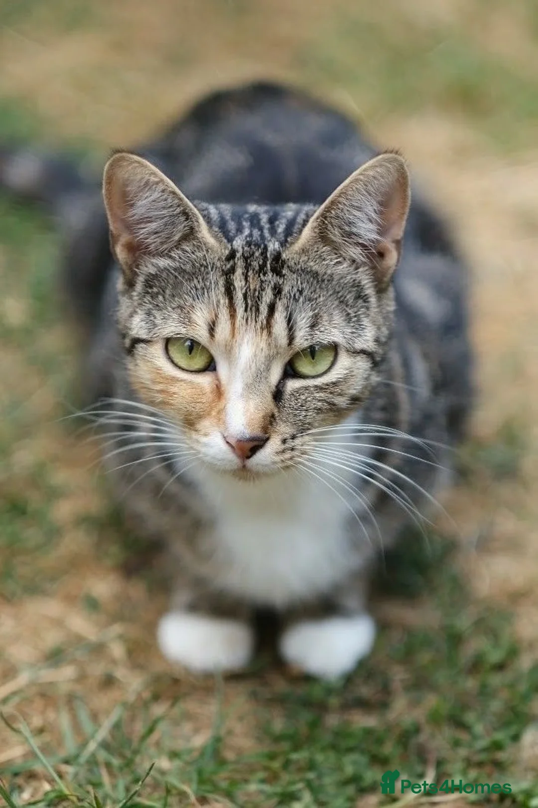Mixed Breed cats for sale: Little darlings looking for loving homes - Advert 2