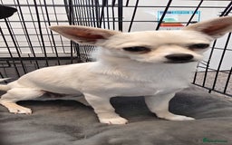 Chihuahua dogs for sale: Chihuahua Smooth Coat Cream - Image 1
