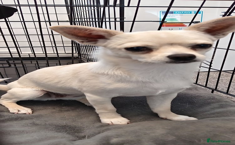 Chihuahua dogs - Advert 2