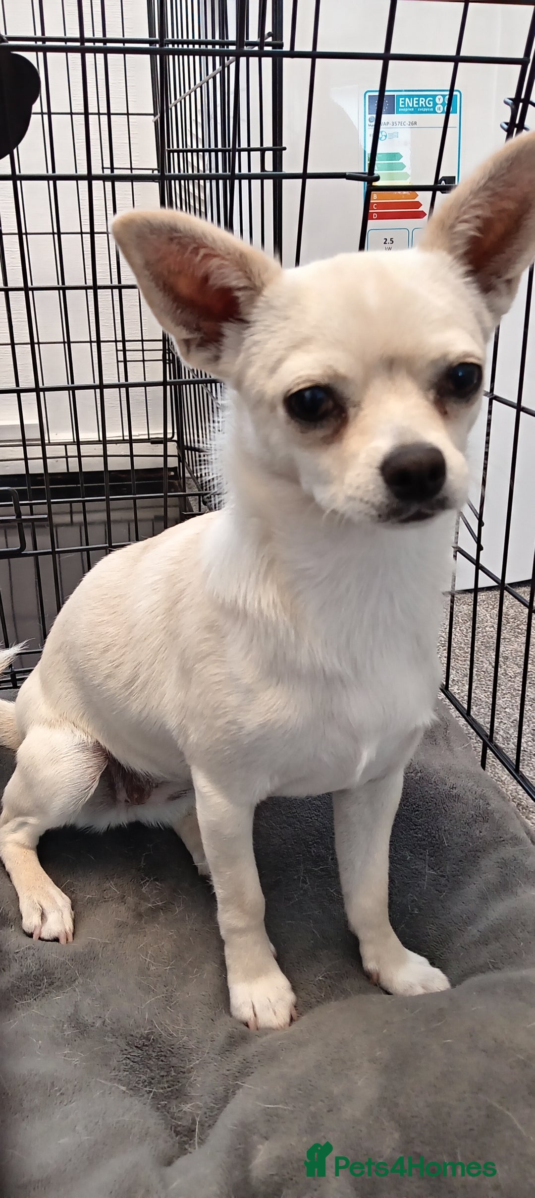 Chihuahua dogs for sale: Chihuahua Smooth Coat Cream - Image 1
