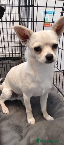 Chihuahua dogs - Advert 2