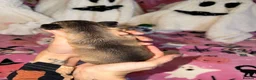Chihuahua dogs for sale: ✨ EXQUISITE HUSKY MARKED LONG COAT CHIHUAHUAS ✨ - Advert 26