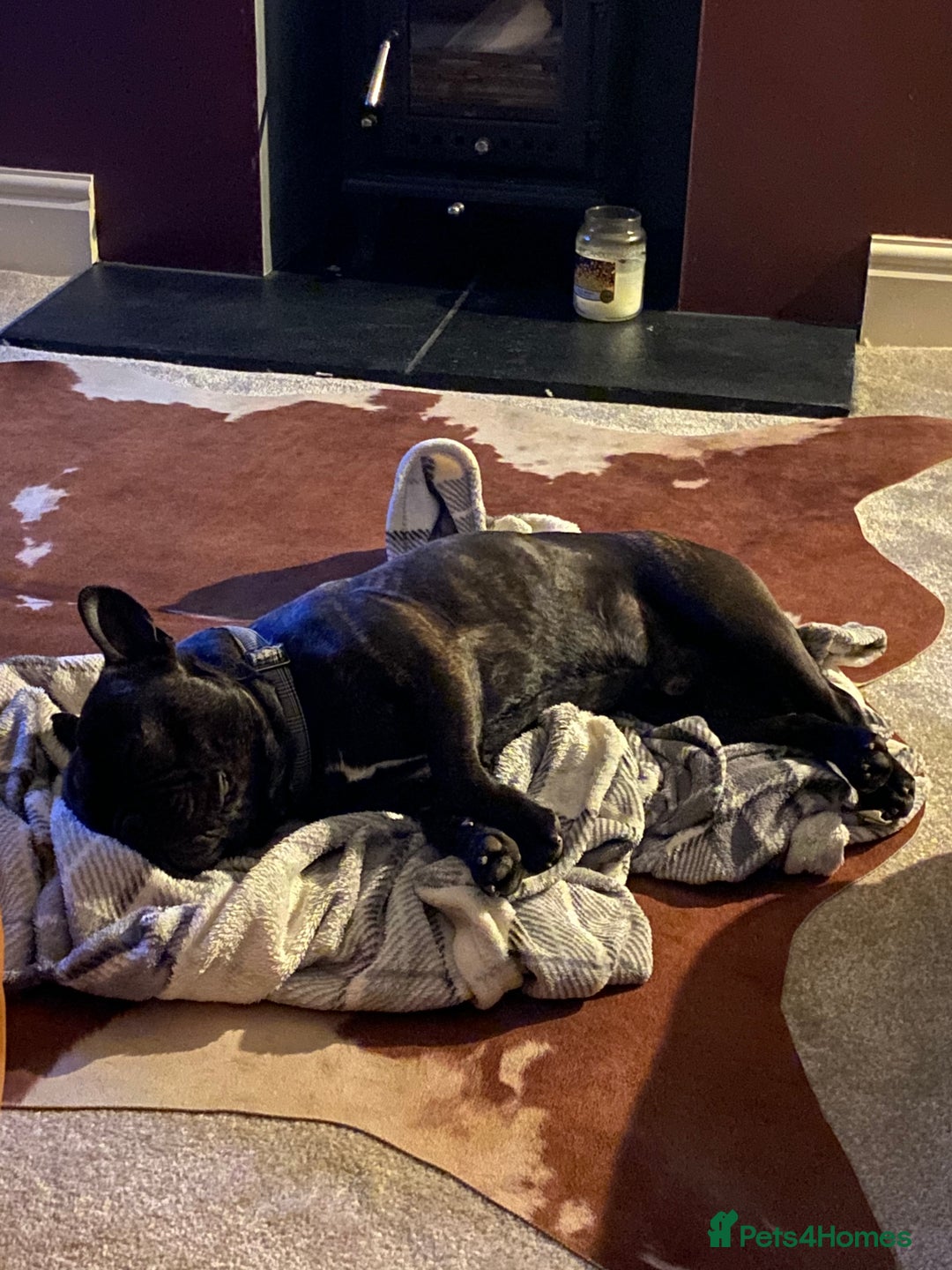 French Bulldog dogs for sale: Rehoming - 8 year old French Bulldog - Image 12