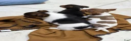 Jack Russell dogs for sale: Traditional Jack Russell Puppies - Advert 6