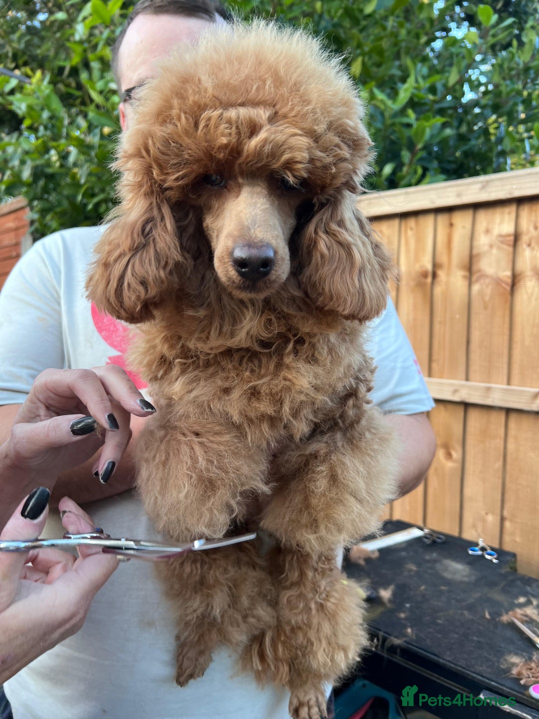 Toy Poodle dogs for sale: KC Tiny Perfect phantom poodles + colours  - Image 14
