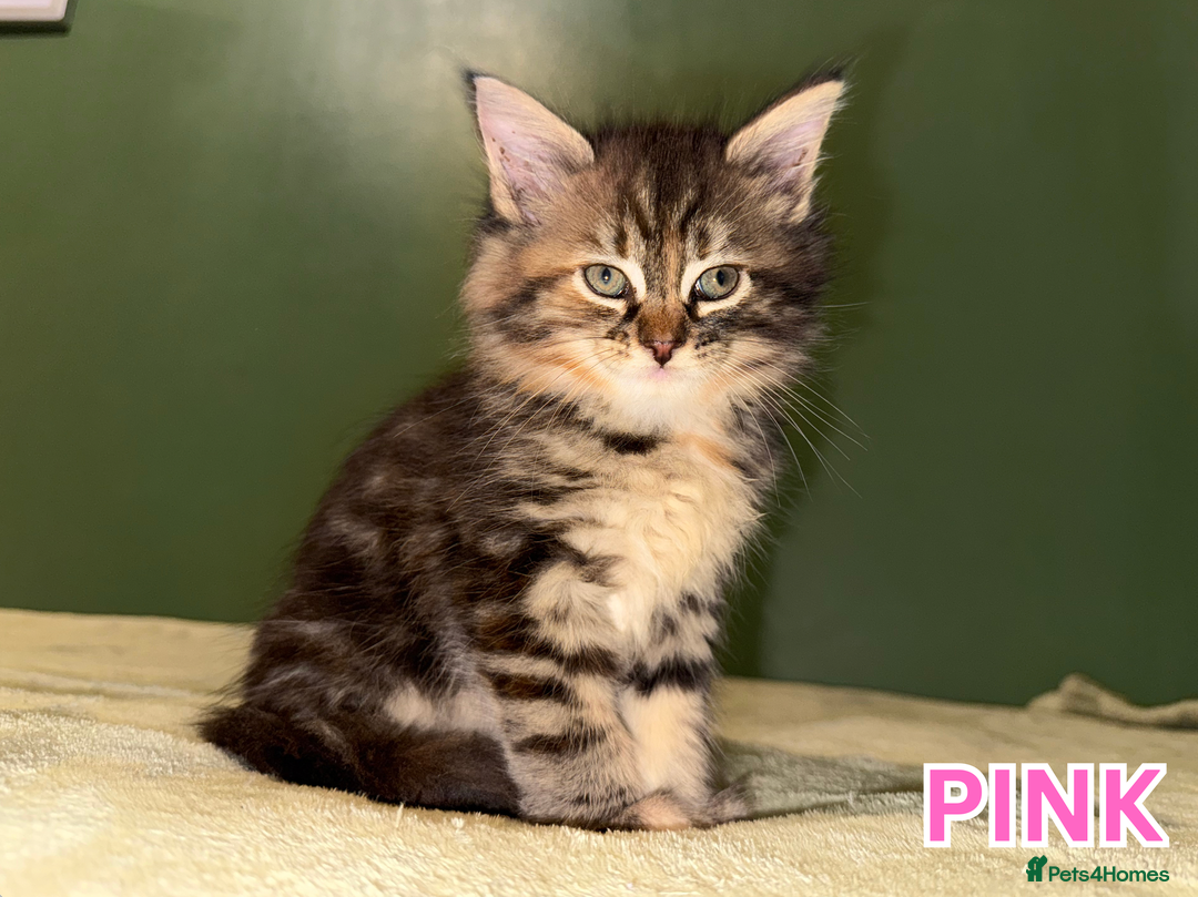 Maine Coon cats for sale: Maine Coon Cross Kittens Ready for Homes! - Advert 5