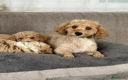 Cavapoochon dogs for sale: Amazing teddy Cavapoochons  - Image 3