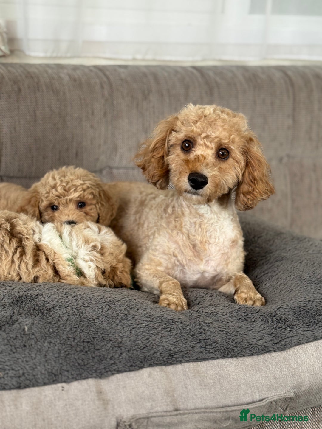 Cavapoochon dogs for sale: Amazing teddy Cavapoochons  - Image 3