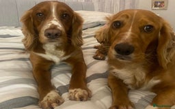 Cocker Spaniel dogs for sale: Beautiful KC Registered Working Cocker Spaniels  - Image 4