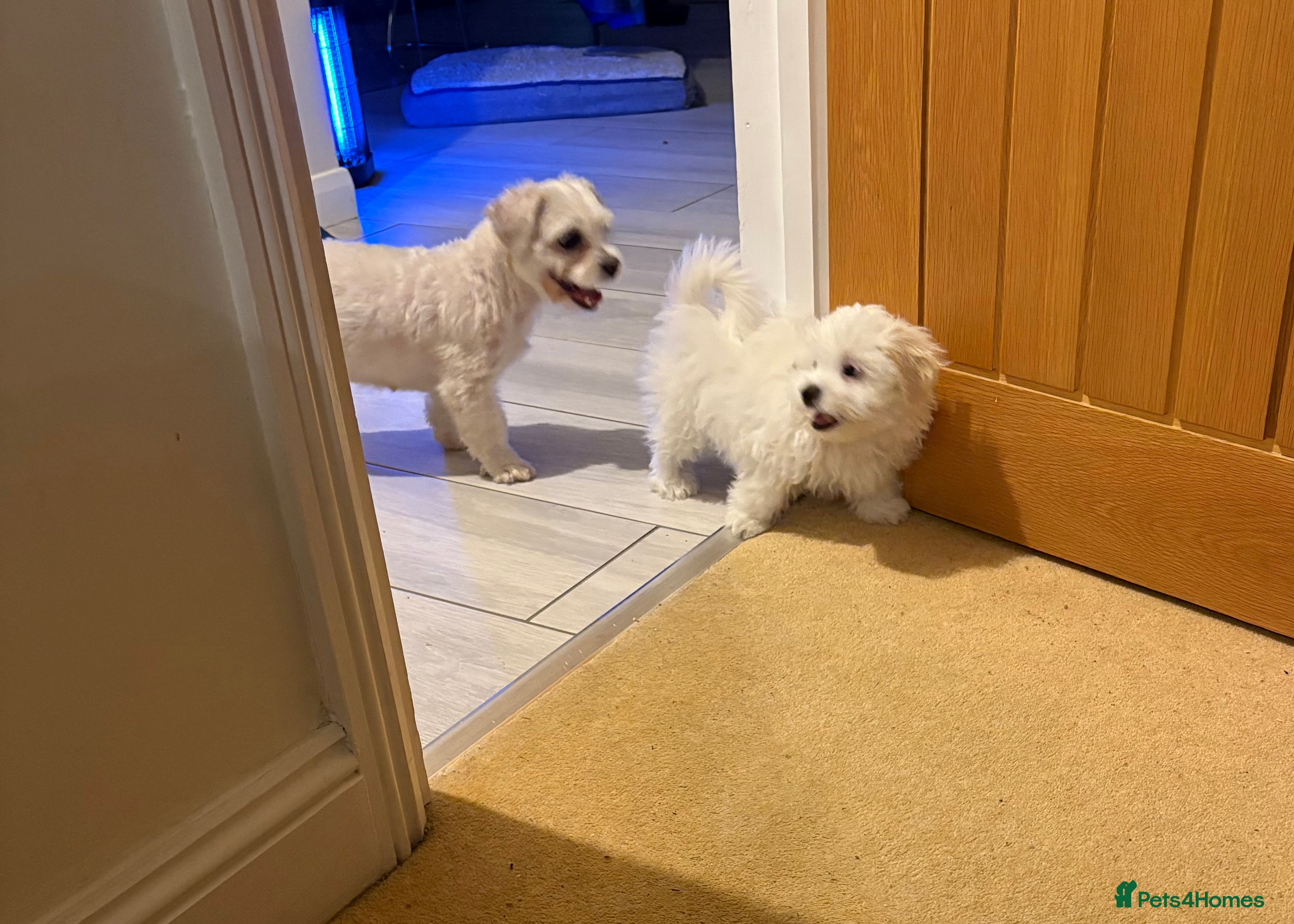 Maltese dogs  1️⃣ Male Maltese puppy in RM17 6HH - Advert 12