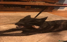 Belgian Shepherd Dog dogs for sale: Bonnie, 7 month old Belgian Malinois  - Image 5