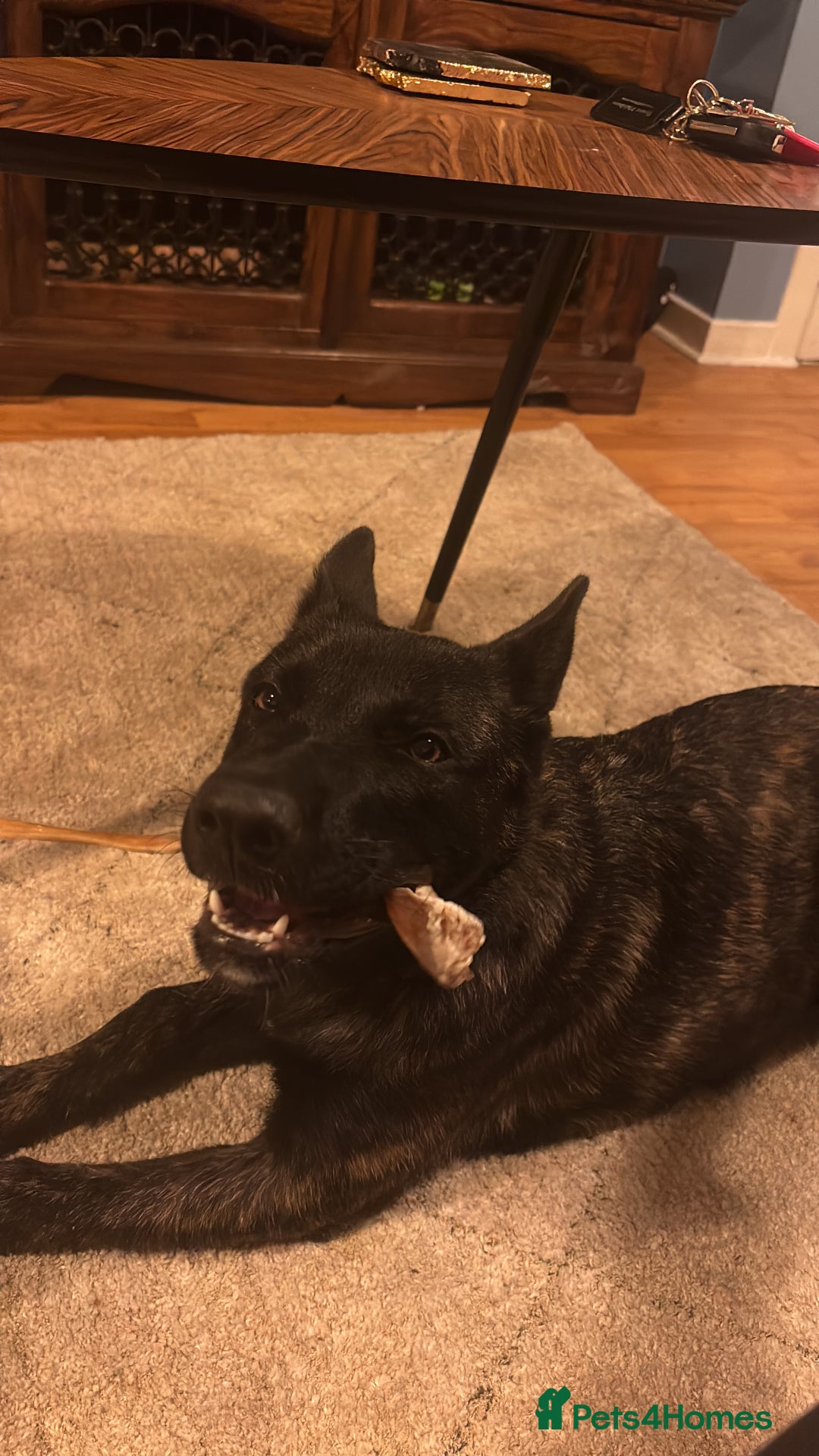 Belgian Shepherd Dog dogs for sale: Bonnie, 7 month old Belgian Malinois  - Image 5