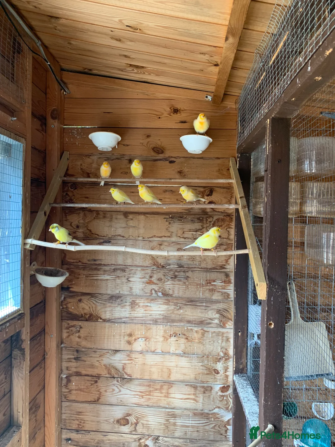 Canaries birds for sale: Dyamorfic cock birds only  - Advert 1