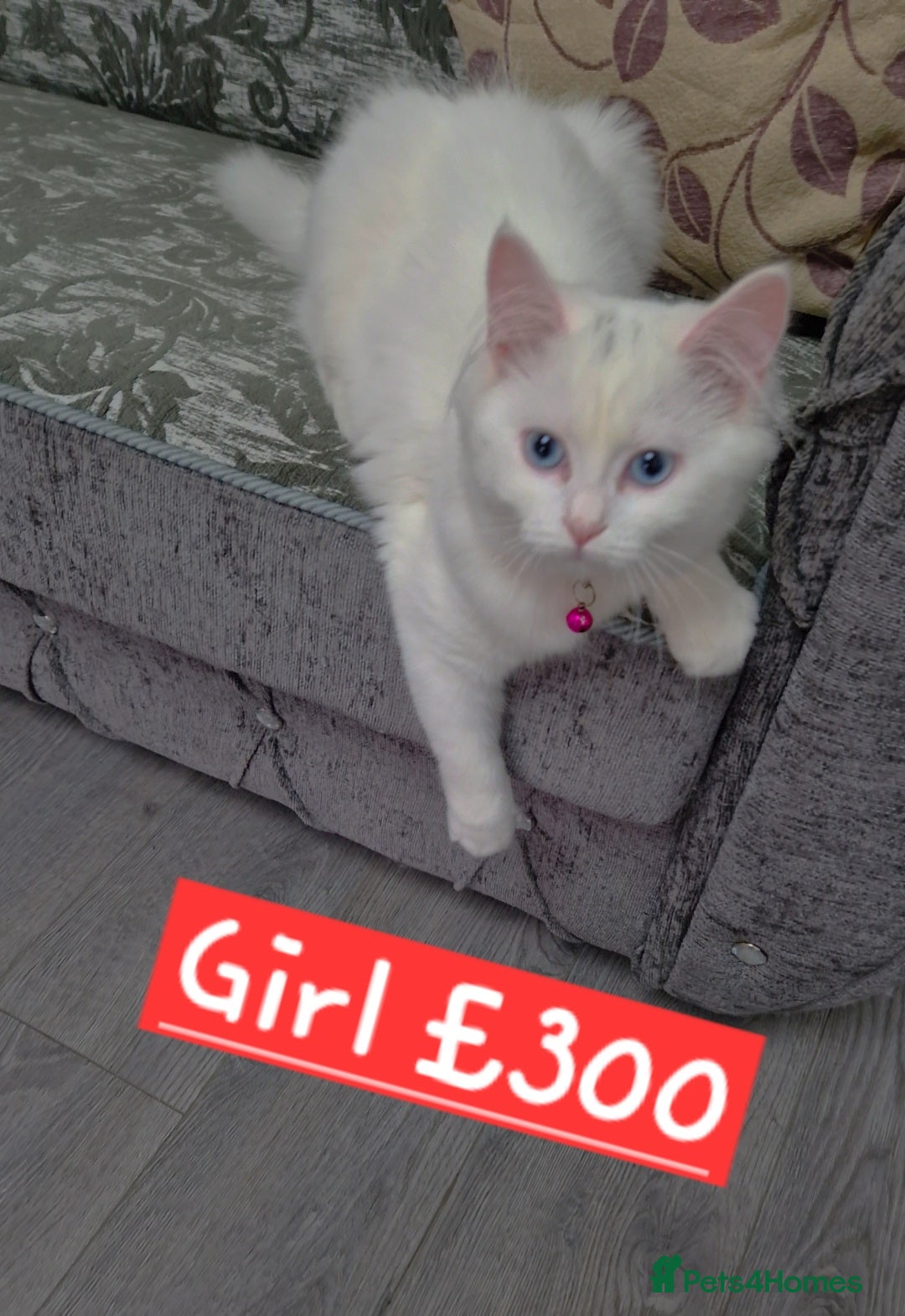British Shorthair cats for sale: Shadow - Image 3