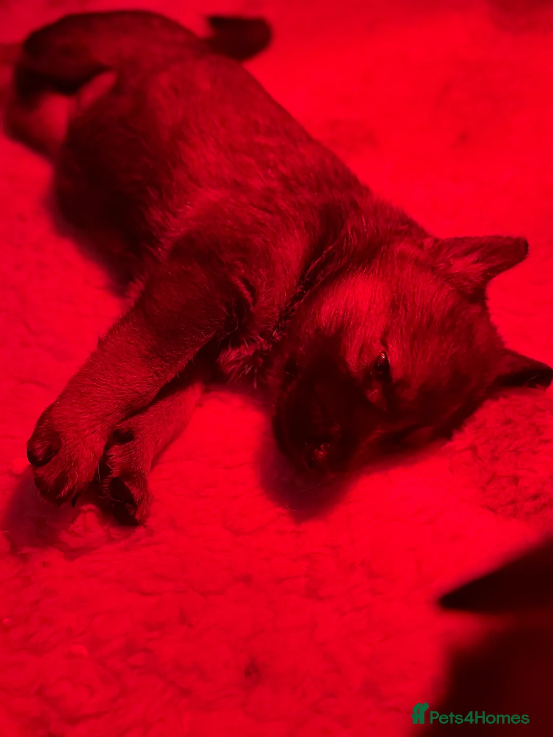 German Shepherd dogs for sale: Beautiful Working Line German Shepherd Puppies - Advert 10