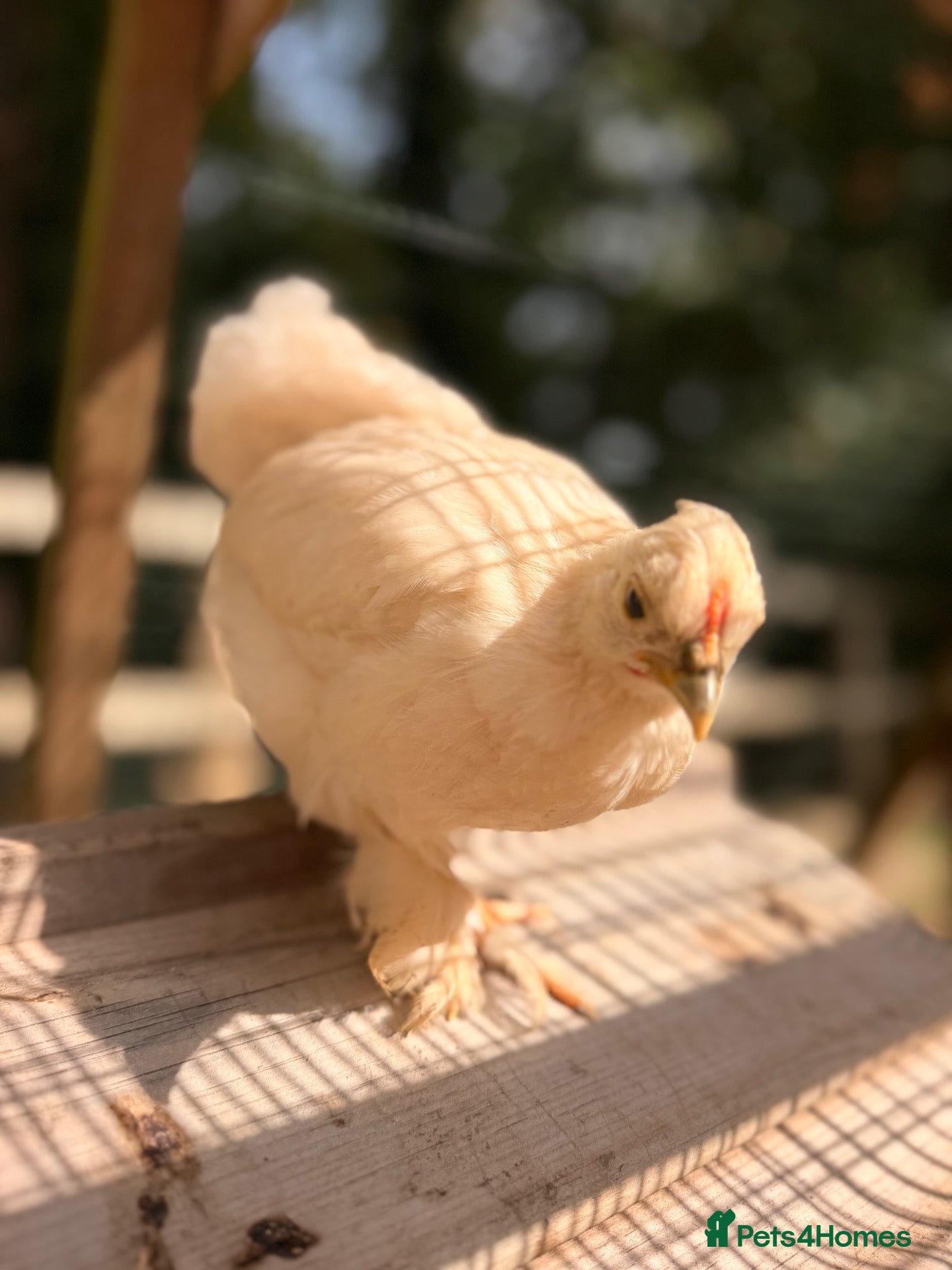 Chickens poultry Pekin Chicks 🐥 ☁️✨ - Advert 1