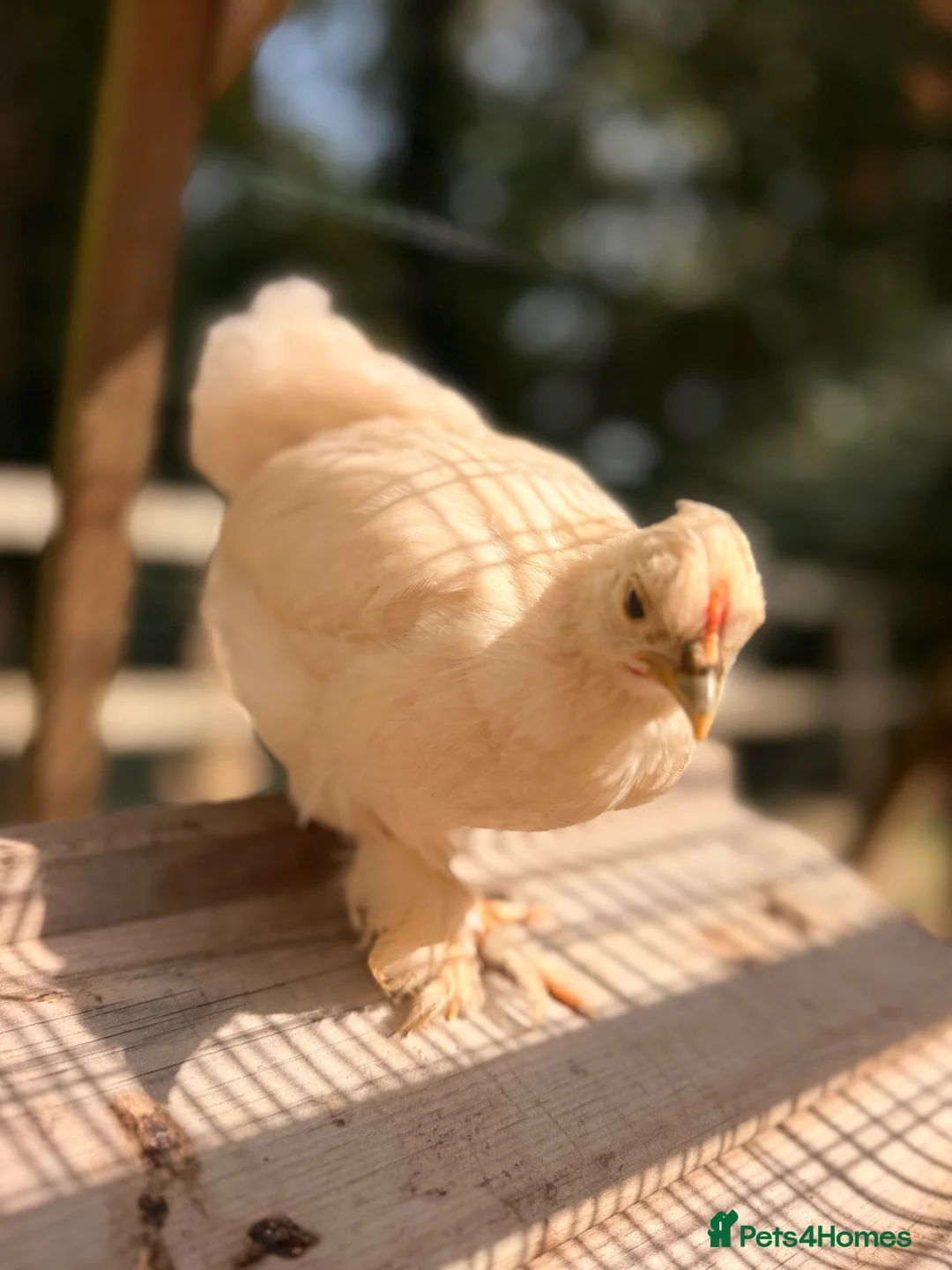 Chickens poultry for sale: Pekin Chicks 🐥 ☁️✨ - Advert 1
